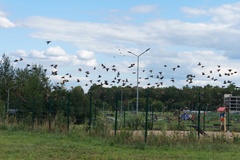 Sturnus vulgaris
