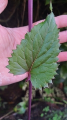 Pseudogynoxys benthamii