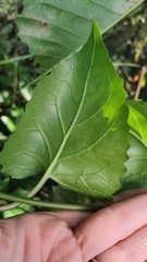 Pseudogynoxys benthamii