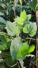 Pseudogynoxys benthamii