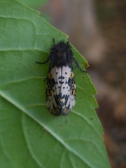 Xanthopastis timais