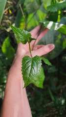 Pseudogynoxys benthamii