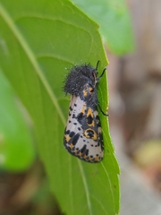 Xanthopastis timais