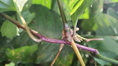 Pseudogynoxys benthamii