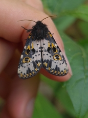 Xanthopastis timais