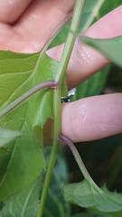 Pseudogynoxys benthamii