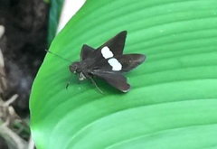 Notocrypta paralysos varians