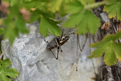 Pholidoptera dalmatica