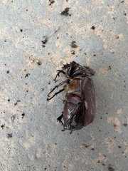Scarabaeidae