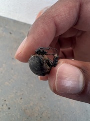 Scarabaeidae