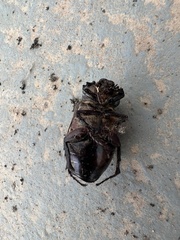Scarabaeidae