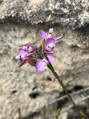 Polygala meridionalis
