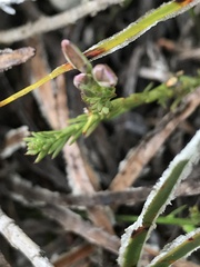 Polygala meridionalis