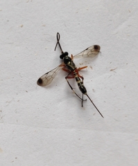 Leptobatopsis indica