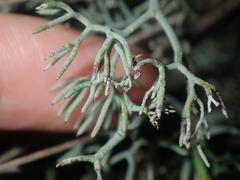 Stirlingia simplex