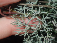 Stirlingia simplex