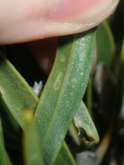 Hakea eneabba