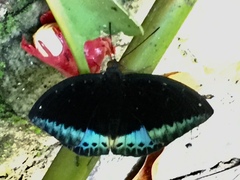 Lexias dirtea merguia