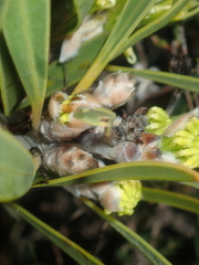 Hakea eneabba