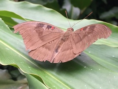 Dophla evelina compta