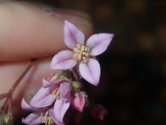 Boronia scabra scabra