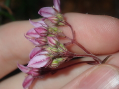 Boronia scabra scabra