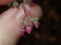Boronia scabra scabra
