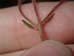 Boronia scabra scabra