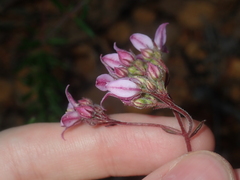 Boronia scabra scabra