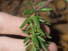 Boronia scabra scabra