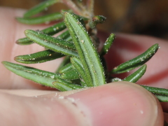 Boronia scabra scabra