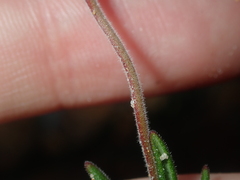 Boronia scabra scabra