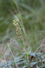 Epipactis helleborine orbicularis