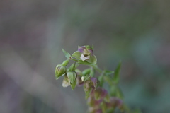 Epipactis helleborine orbicularis