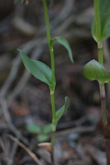 Epipactis helleborine orbicularis