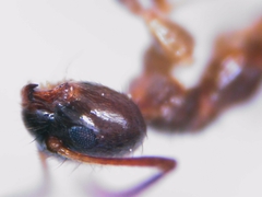 Nylanderia jaegerskioeldi