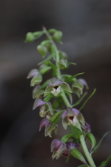 Epipactis helleborine orbicularis