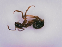 Nylanderia jaegerskioeldi