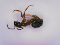 Nylanderia jaegerskioeldi