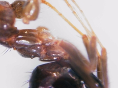 Nylanderia jaegerskioeldi