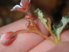 Androcalva pulchella