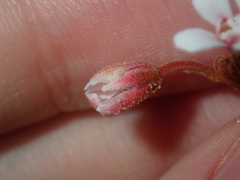 Androcalva pulchella