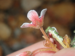 Androcalva pulchella