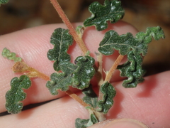 Androcalva pulchella