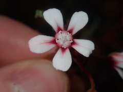 Androcalva pulchella