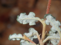 Androcalva pulchella