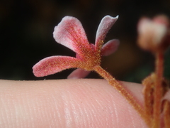 Androcalva pulchella