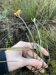 Jacksonia restioides