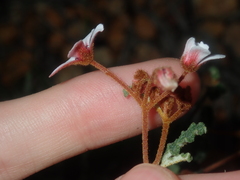 Androcalva pulchella