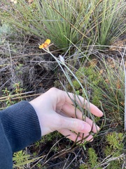 Jacksonia restioides